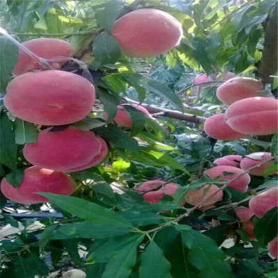 火狐电竞官方网站